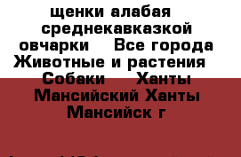 щенки алабая ( среднекавказкой овчарки) - Все города Животные и растения » Собаки   . Ханты-Мансийский,Ханты-Мансийск г.